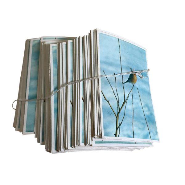 Vykort Domherre på kvist Kort God Jul Gott Nytt år