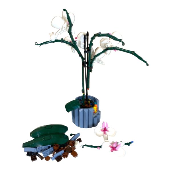 Botanicals Orkidé Blomma